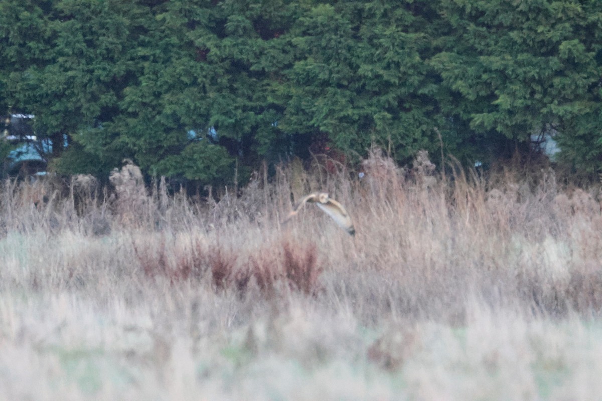 Short-eared Owl - ML646300977