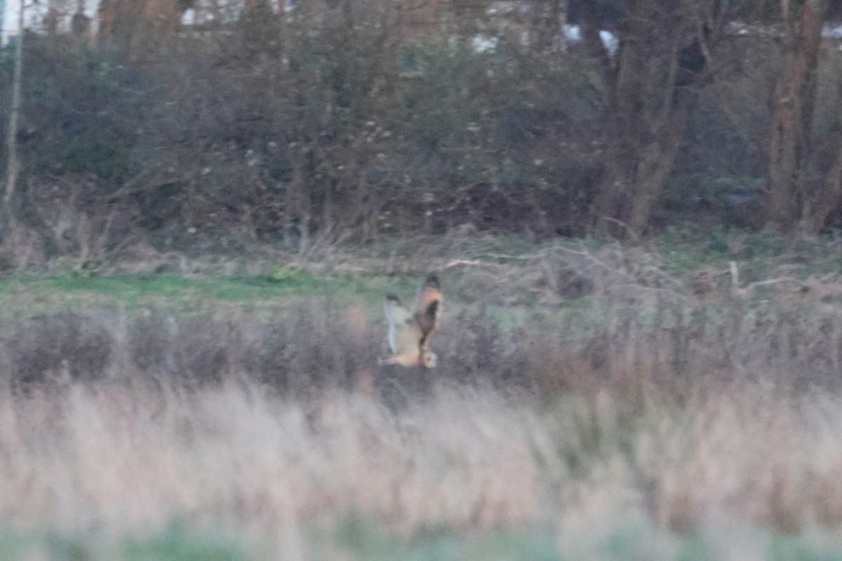 Short-eared Owl - ML646300978