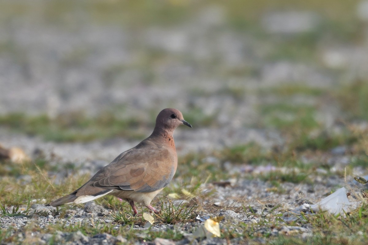 Laughing Dove - ML646300979