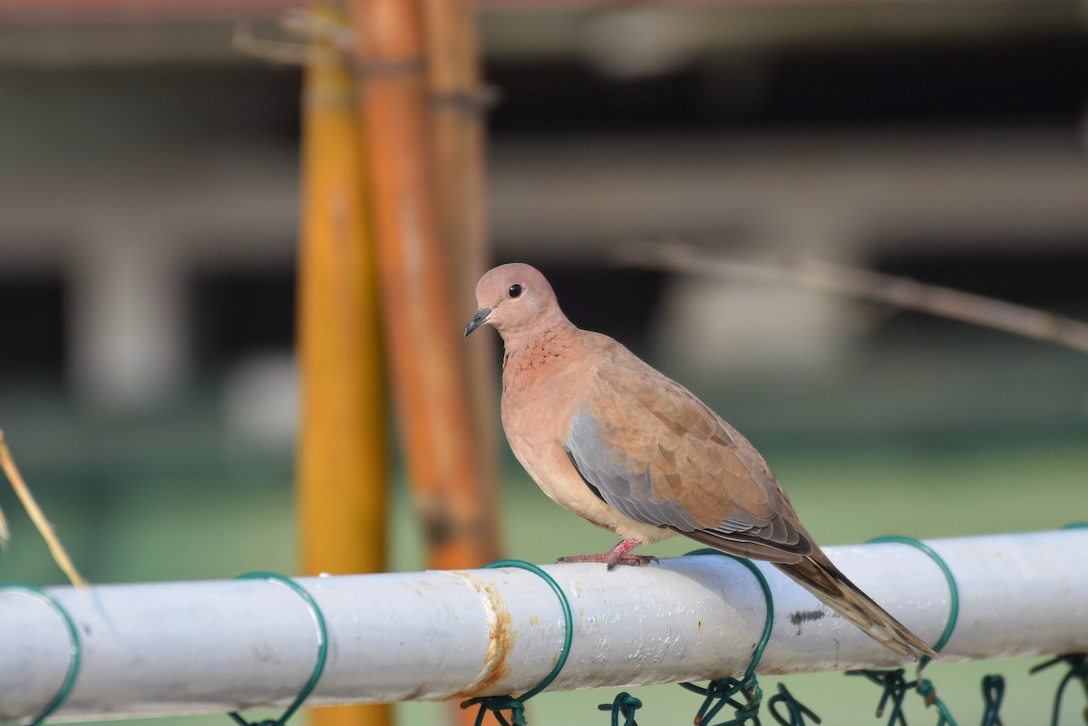Laughing Dove - ML646300981