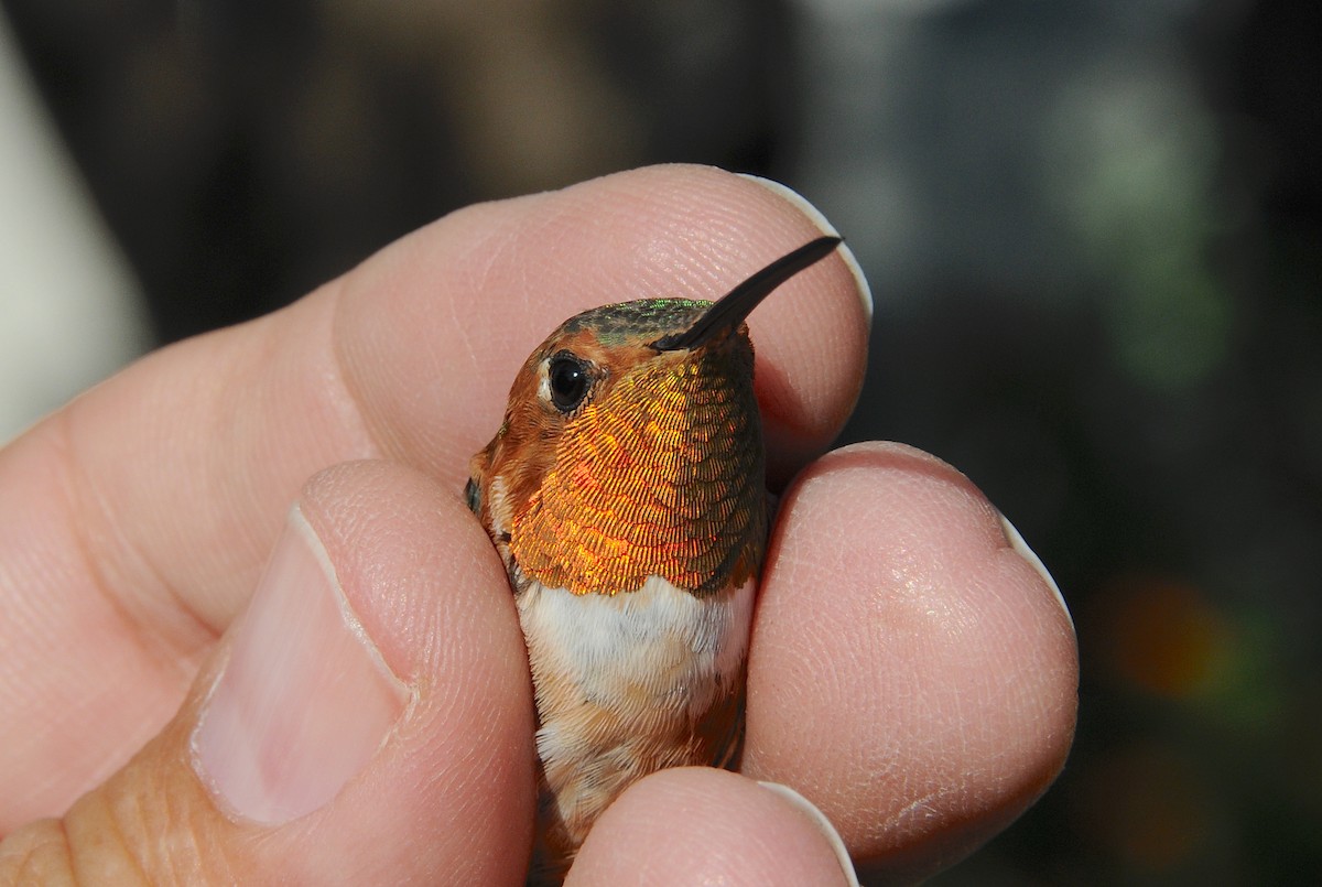 Allen's Hummingbird - ML646300987