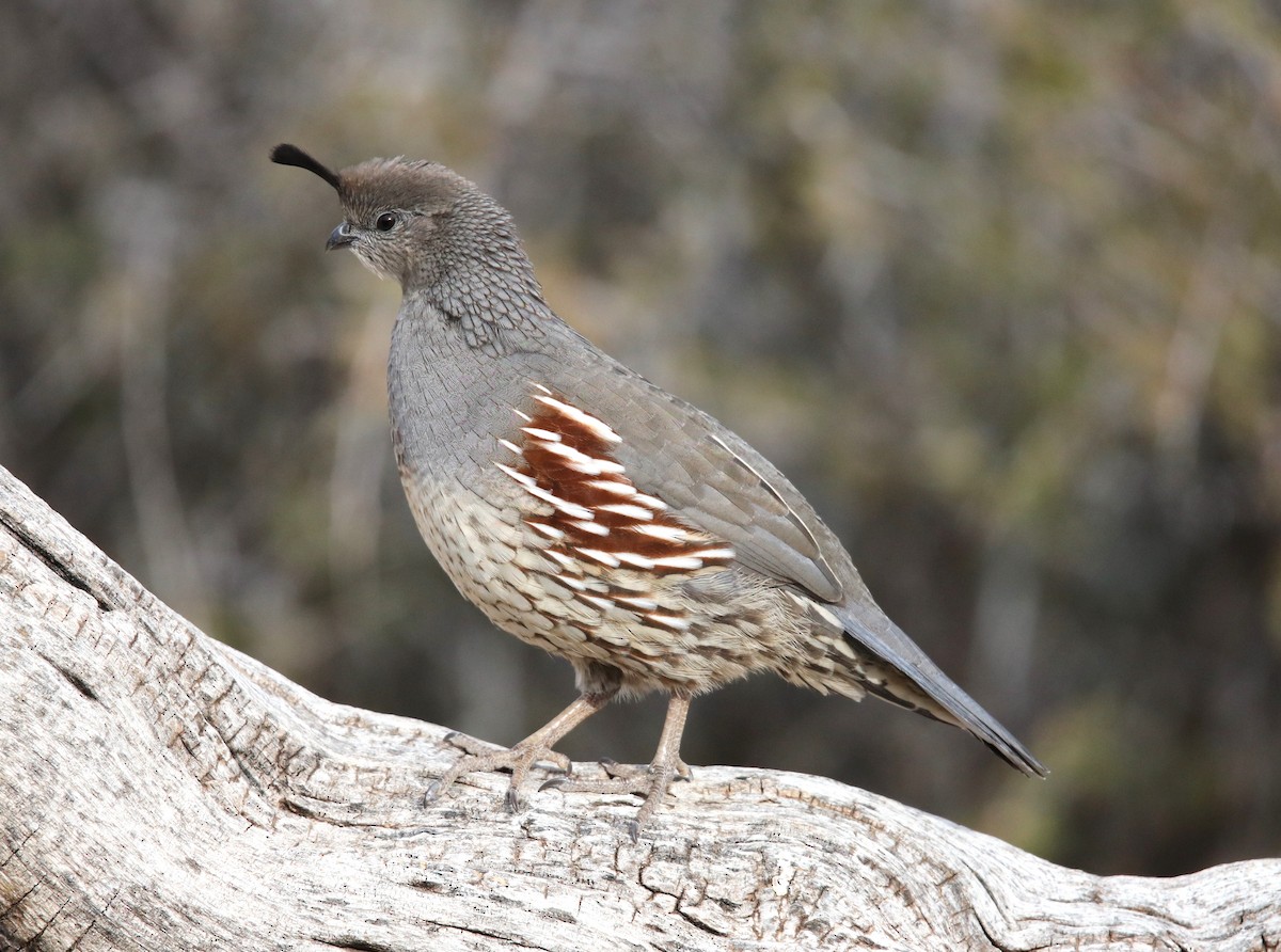 Gambel's Quail - ML646300988