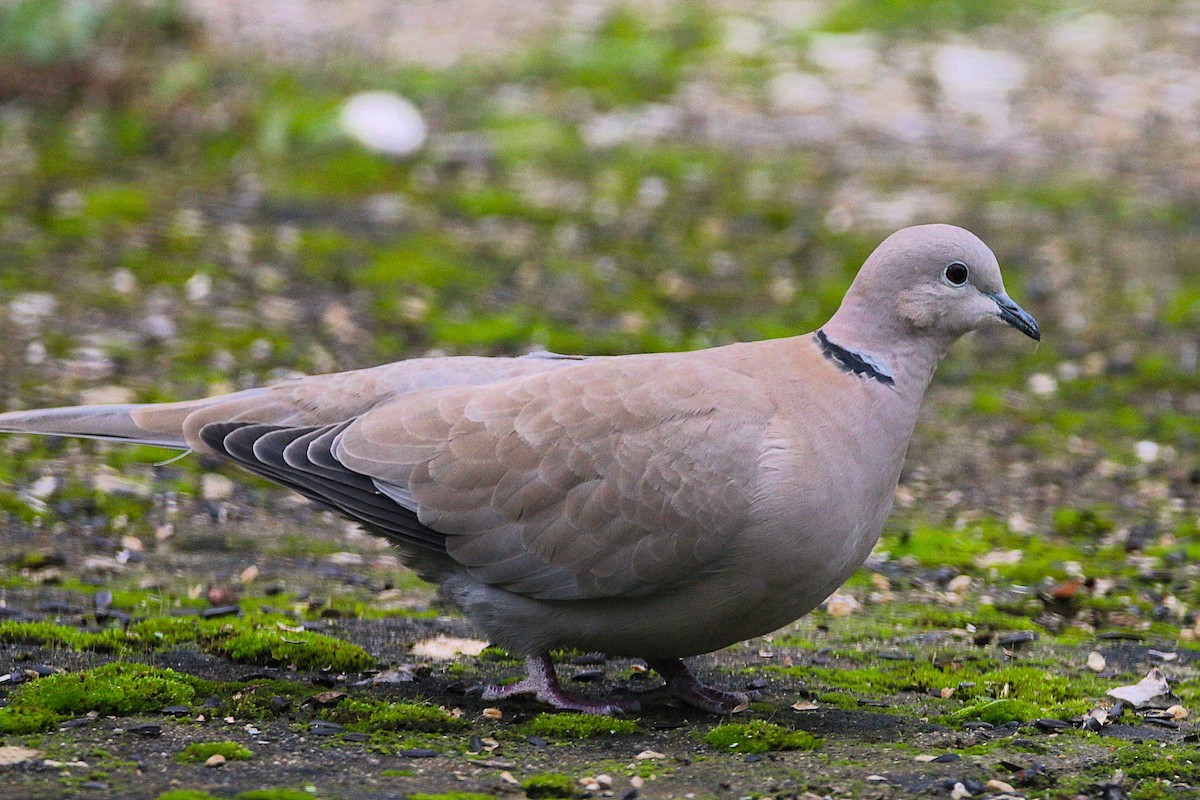 Tourterelle turque - ML646300989