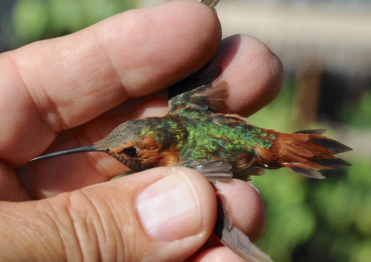 Allen's Hummingbird - ML646300990