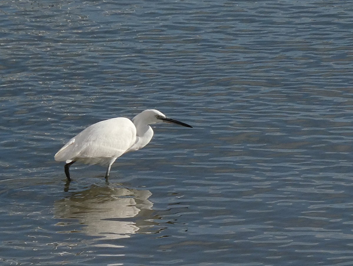 Little Egret - ML646300992