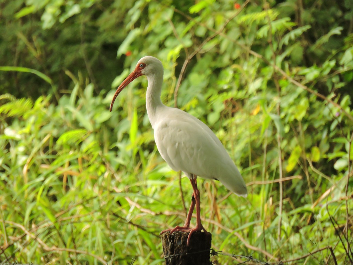 White Ibis - ML646300993
