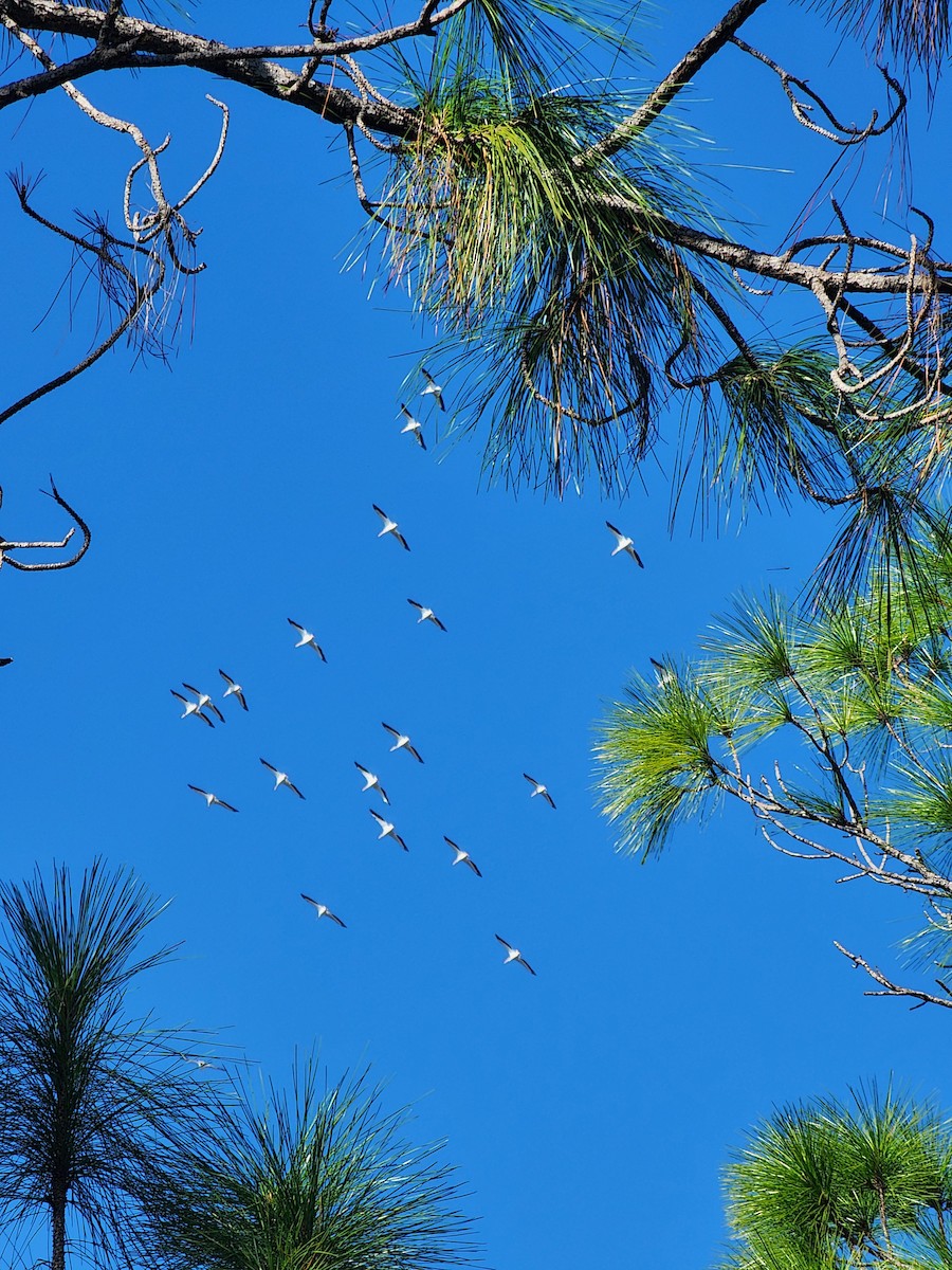 American White Pelican - ML646300994