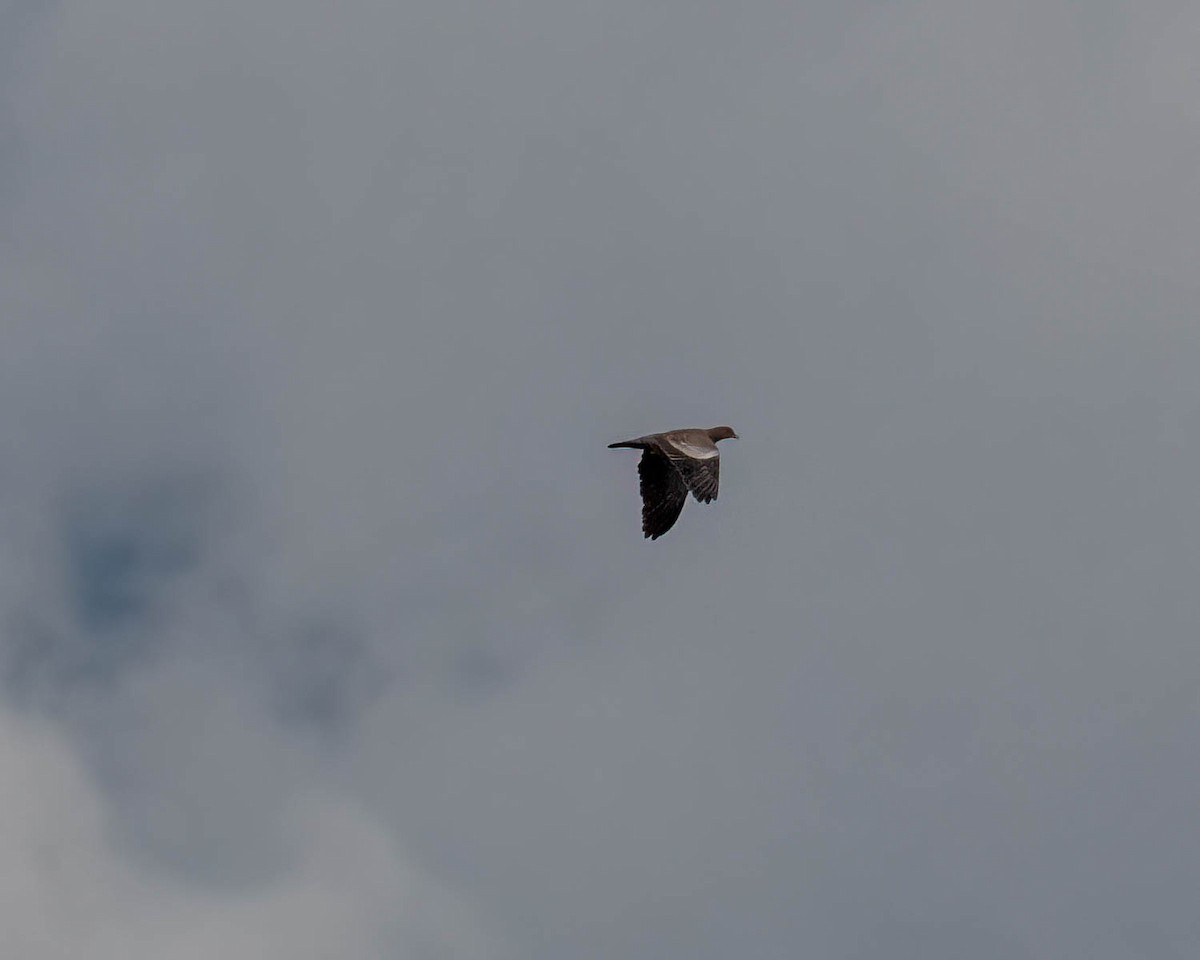 Picazuro Pigeon - ML646300995