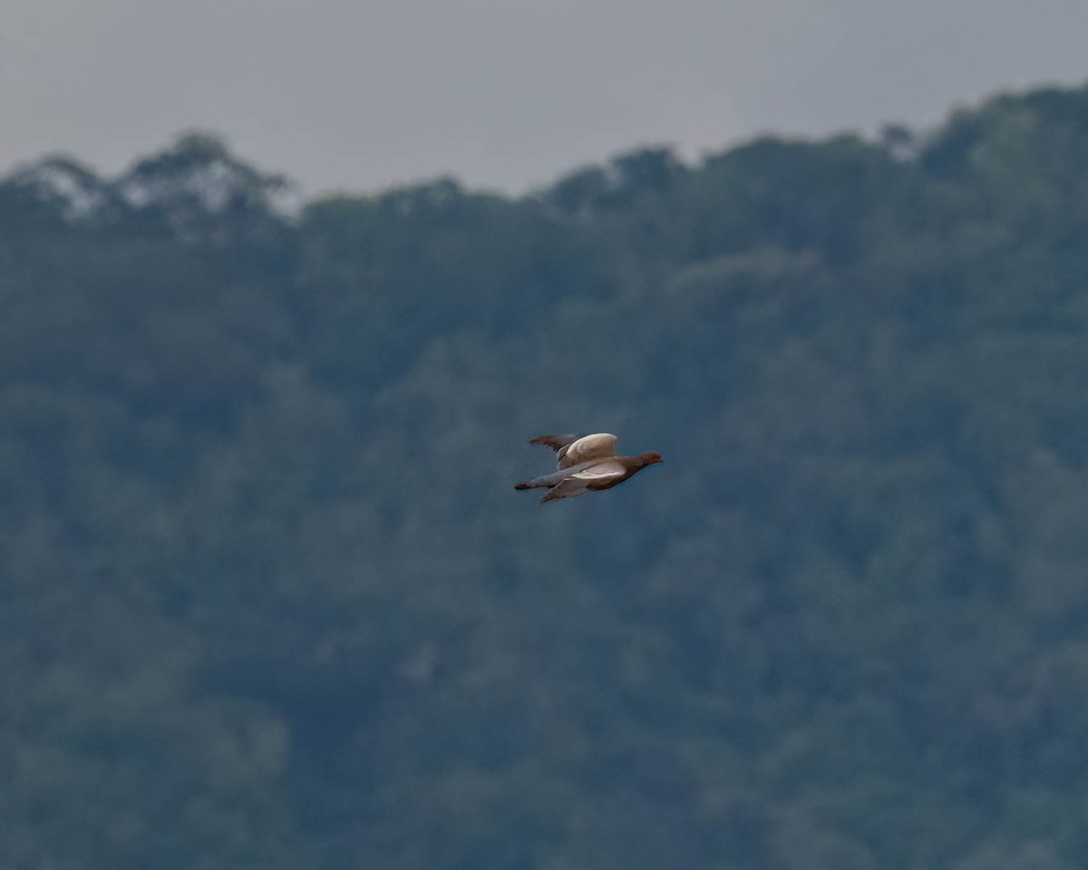 Picazuro Pigeon - ML646300996