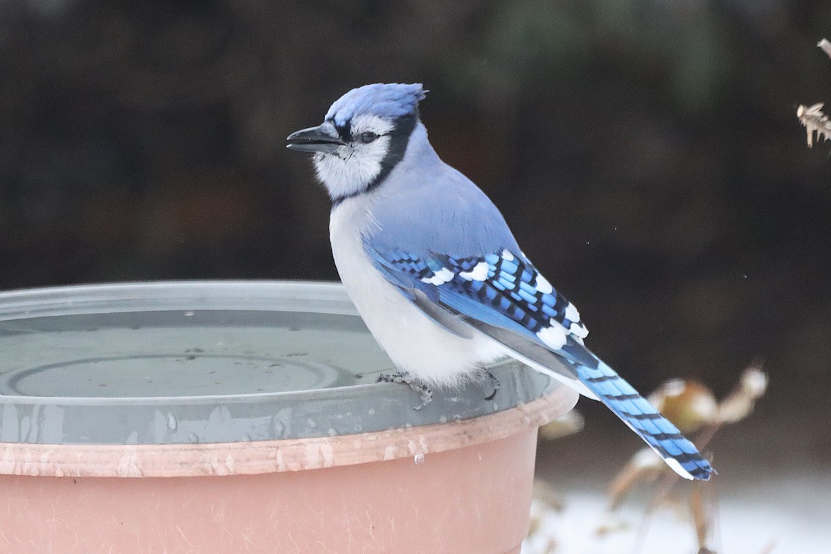 Blue Jay - ML646301001
