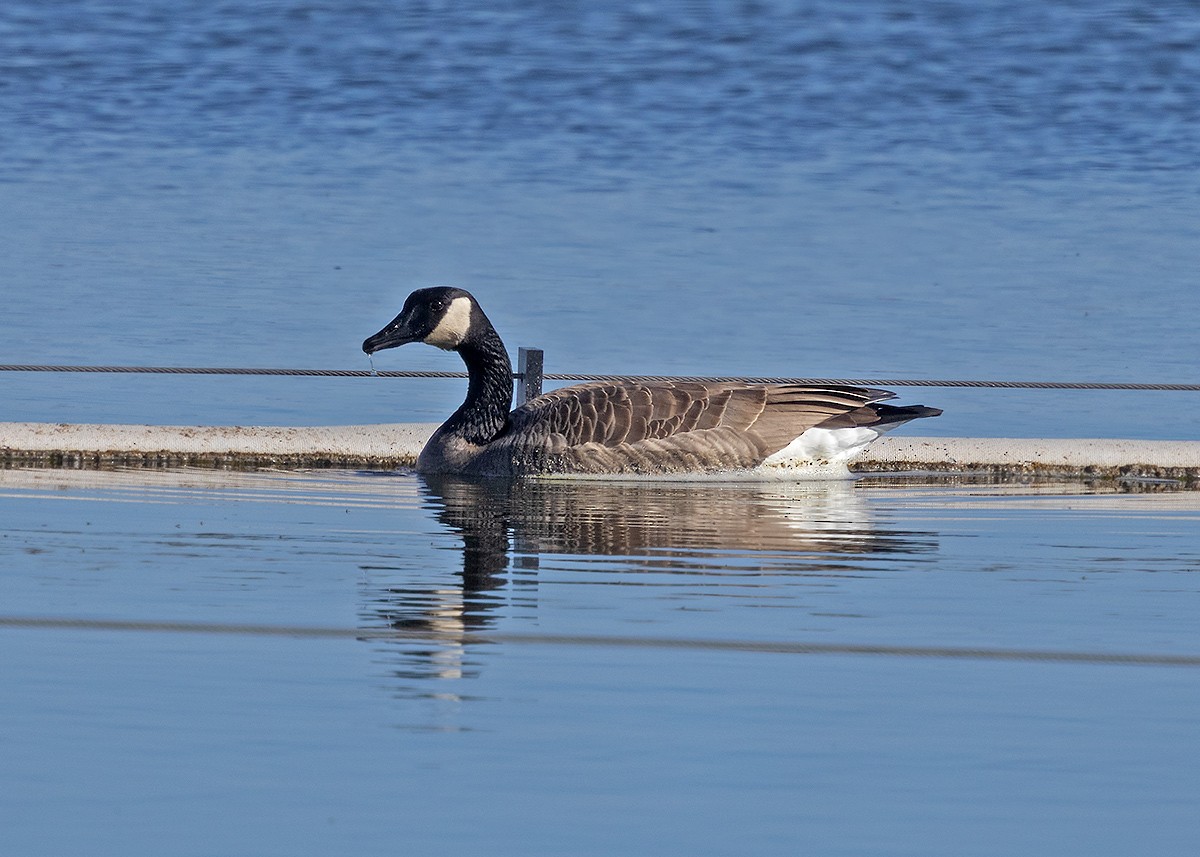 berneška velká - ML646301003