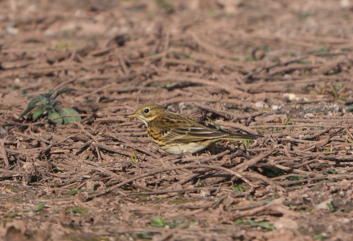 Meadow Pipit - ML646301004