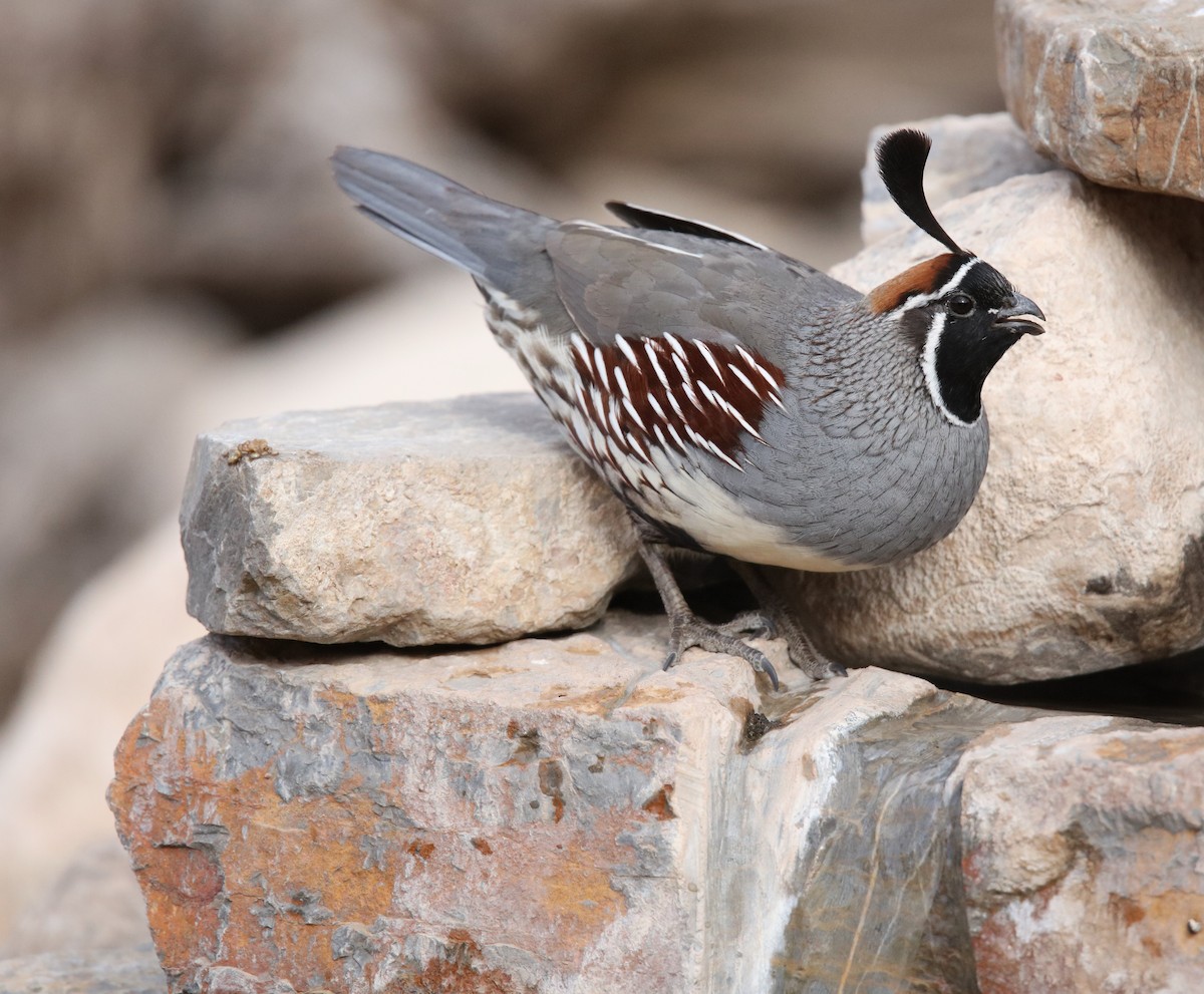 Gambel's Quail - ML646301019