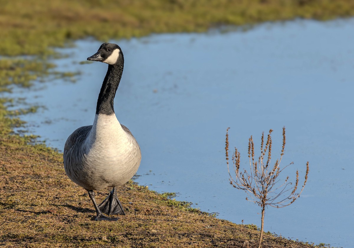 berneška velká - ML646301020