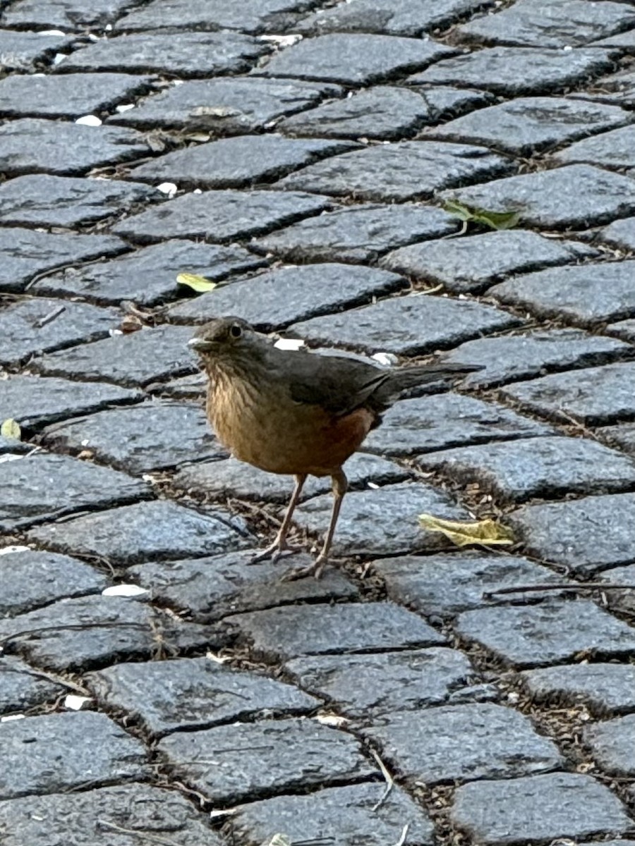 Rufous-bellied Thrush - ML646301021
