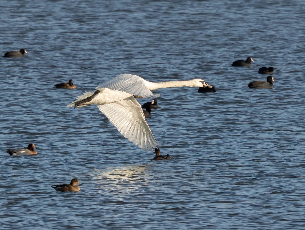 Mute Swan - ML646301023
