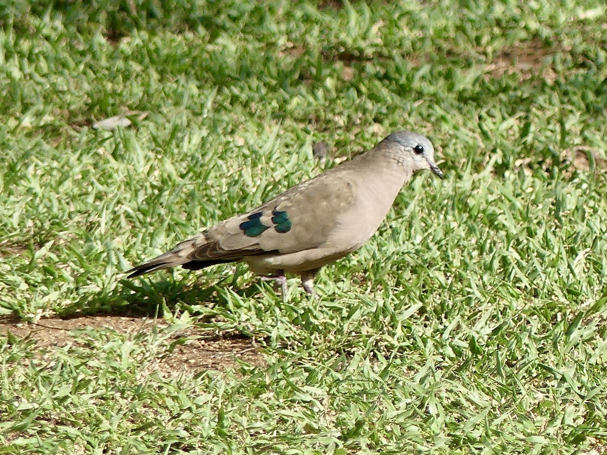 Palomita Aliverde - ML646301027
