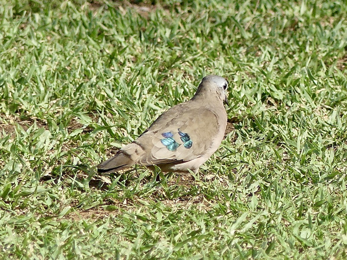 Palomita Aliverde - ML646301028