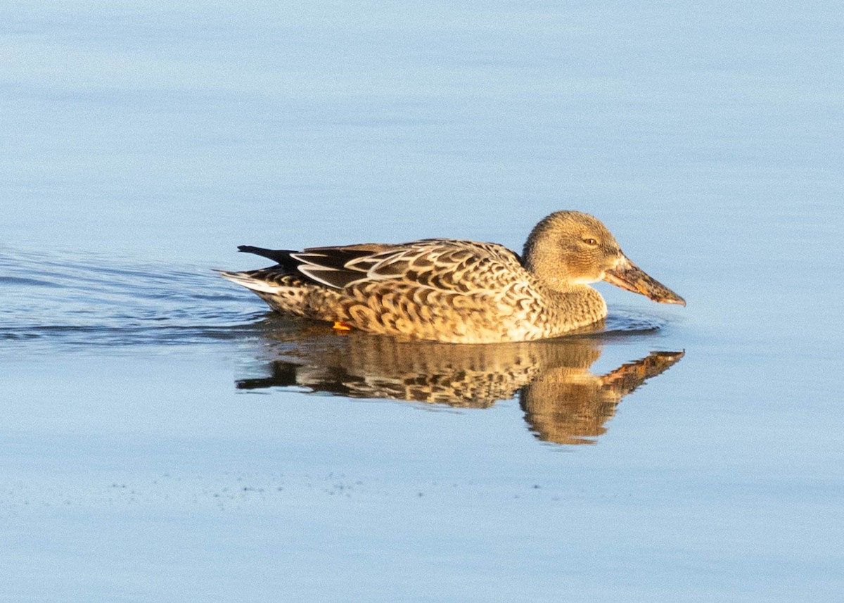 Northern Shoveler - ML646301031