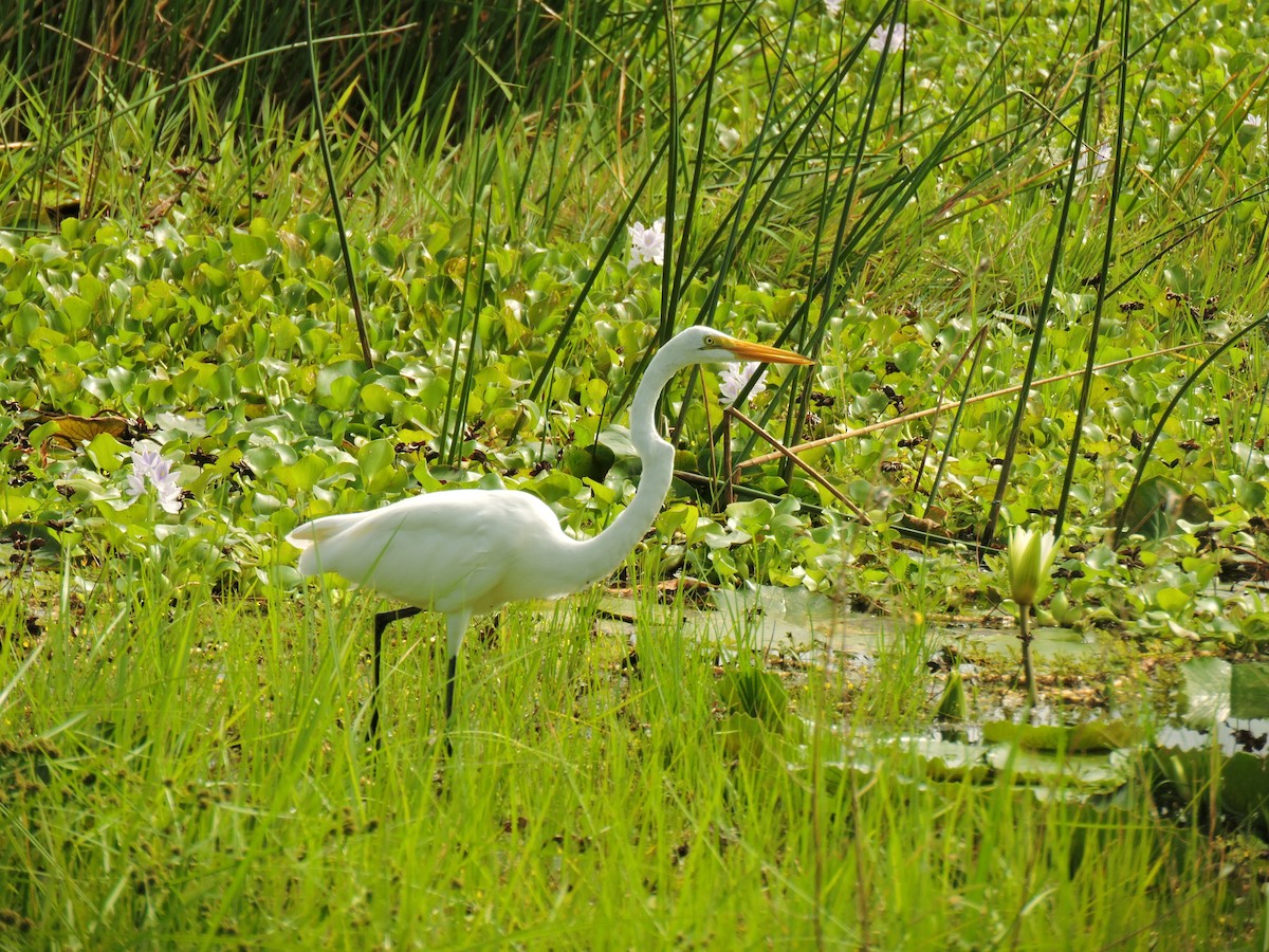 Great Egret - ML646301032
