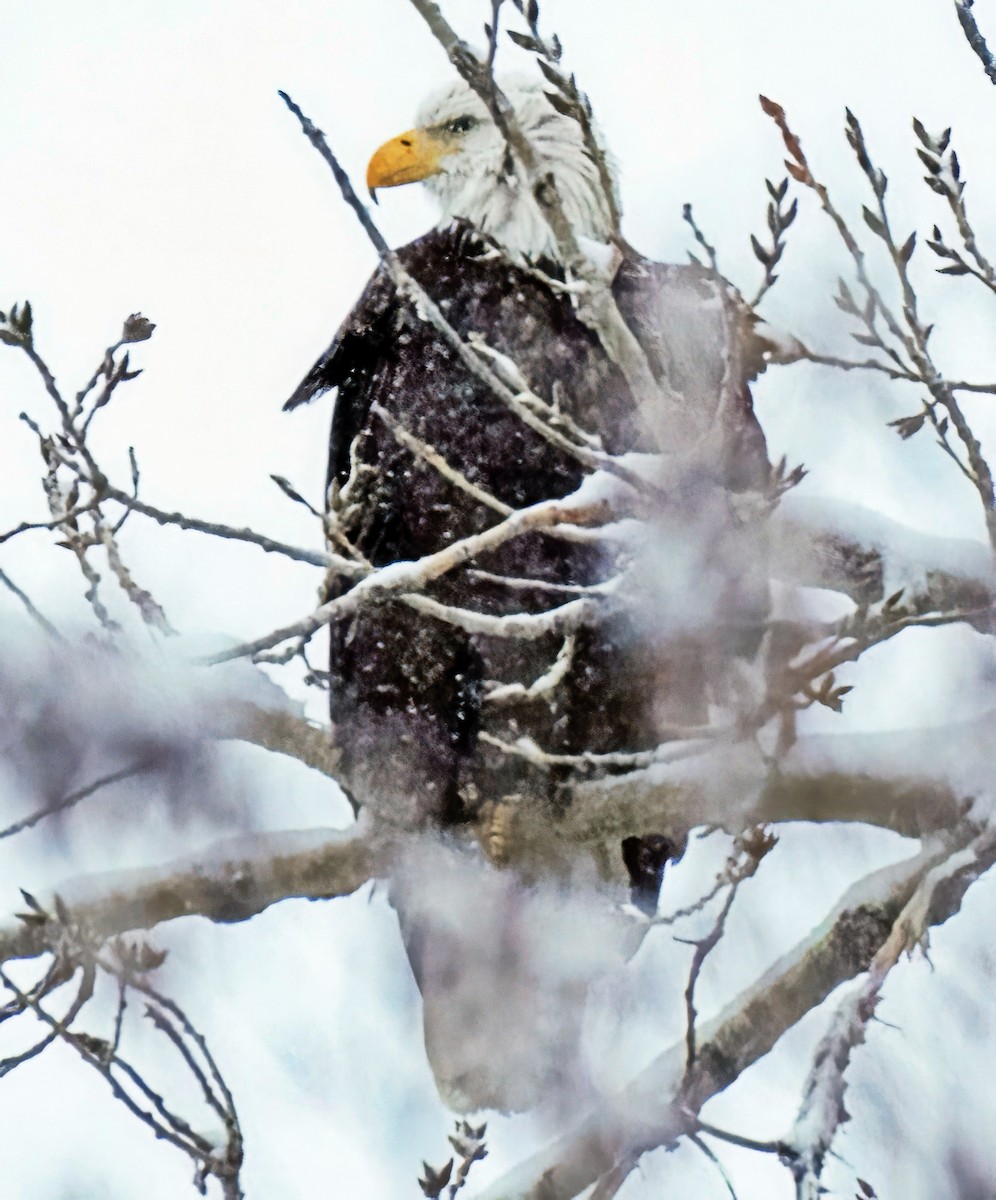 Bald Eagle - ML646301034
