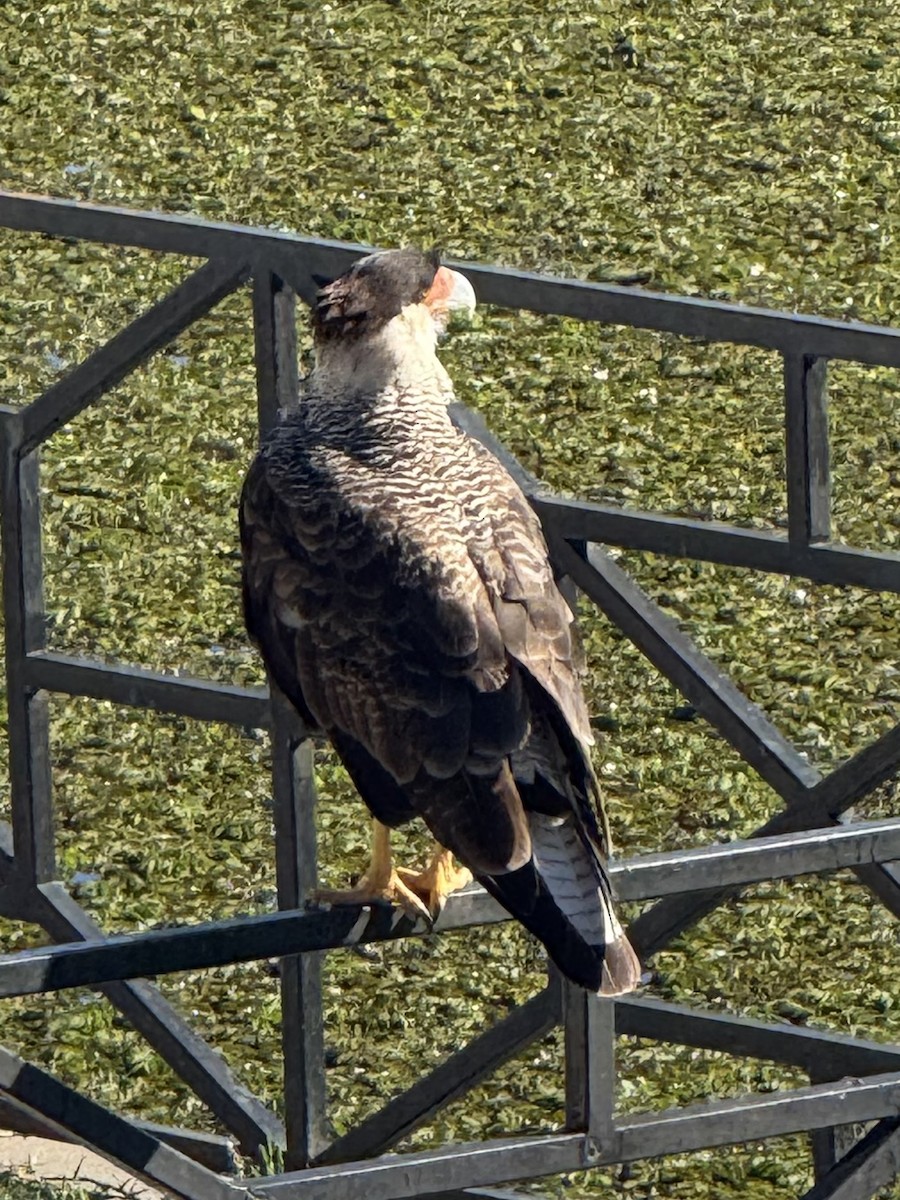 Crested Caracara - ML646301035