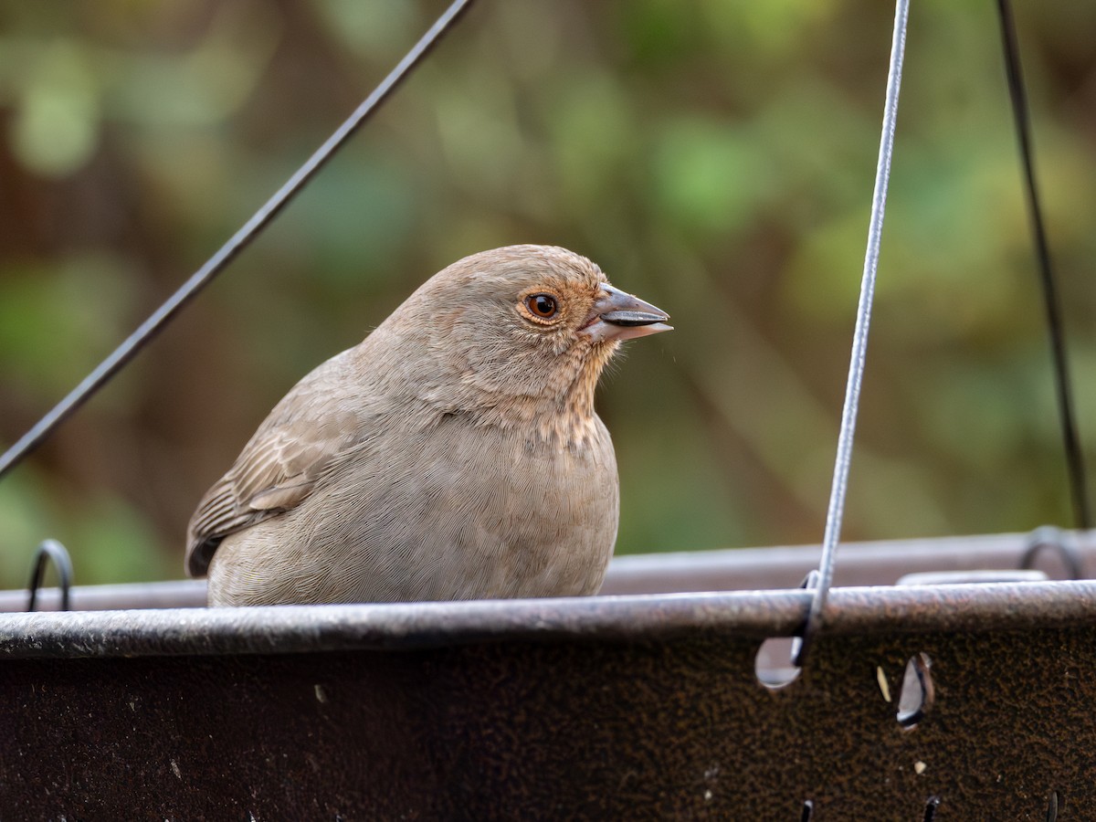 California Towhee - ML646301038