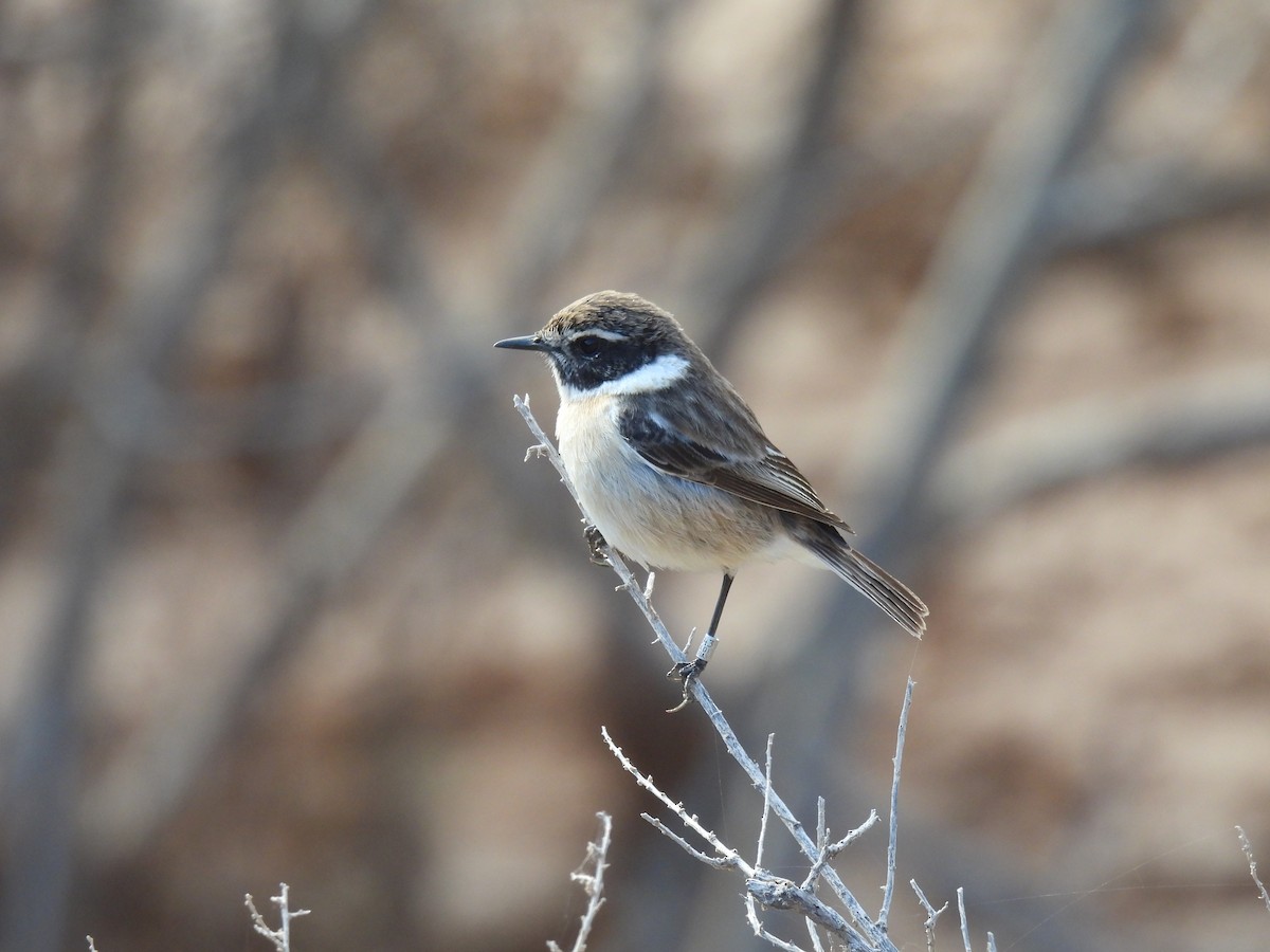 Fuerteventura Stonechat - ML646301040