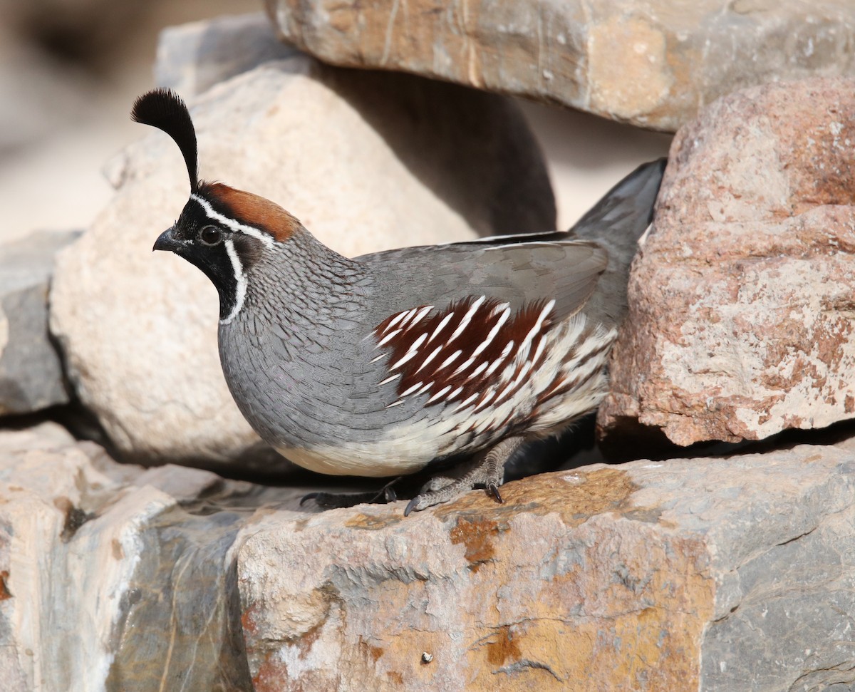 Gambel's Quail - ML646301042