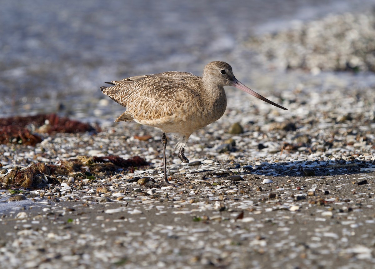 Marbled Godwit - ML646301044