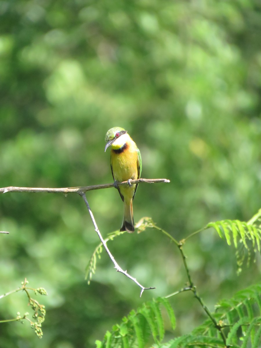 Little Bee-eater - ML646301046