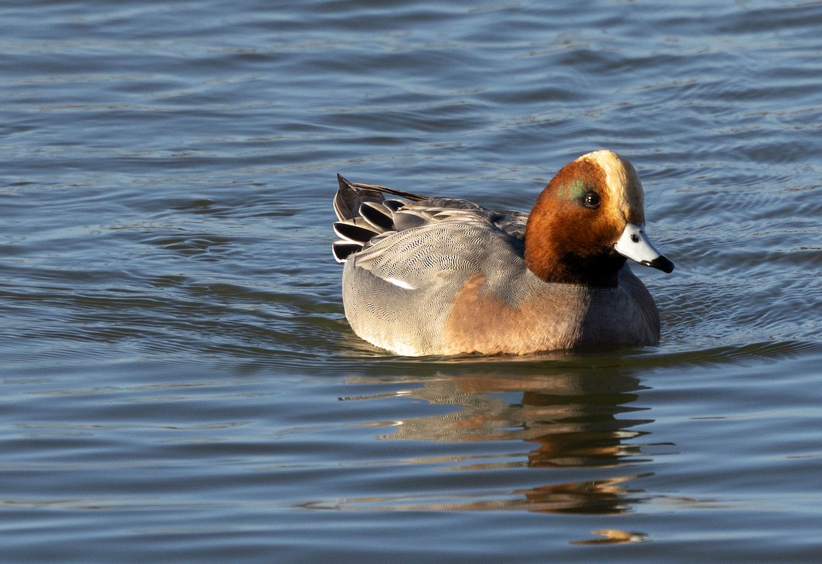 Eurasian Wigeon - ML646301047