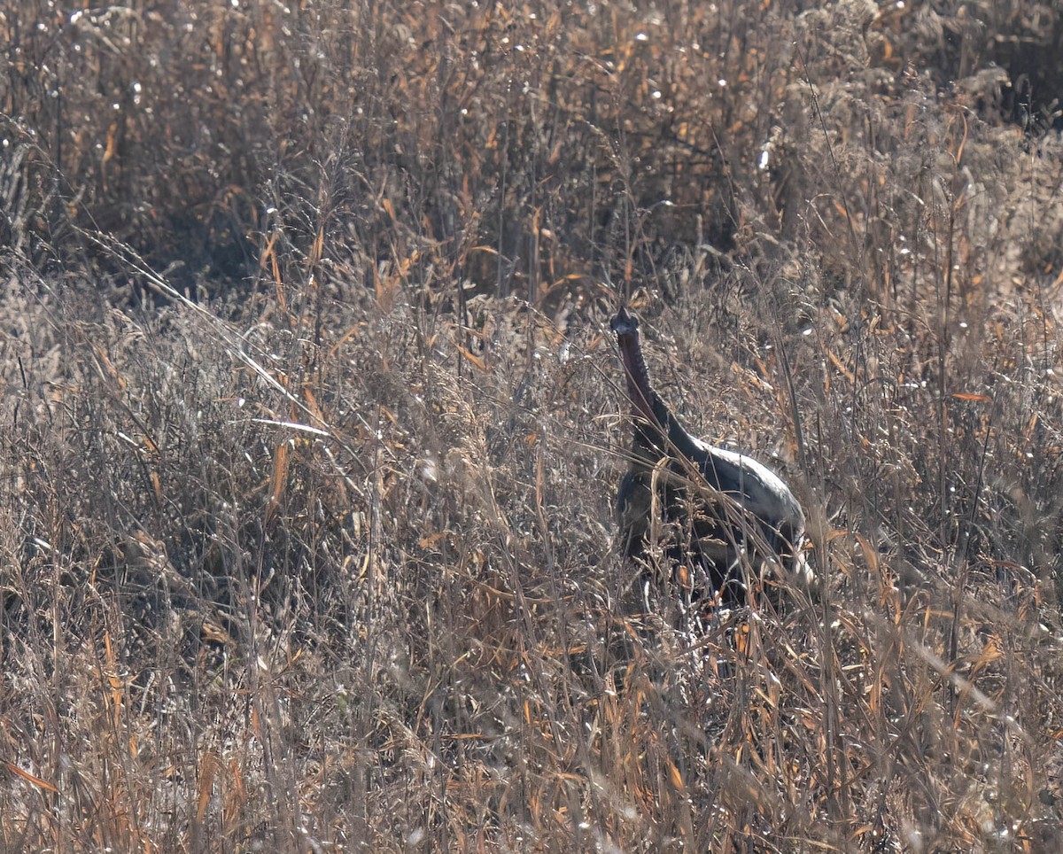 Wild Turkey - ML646301048