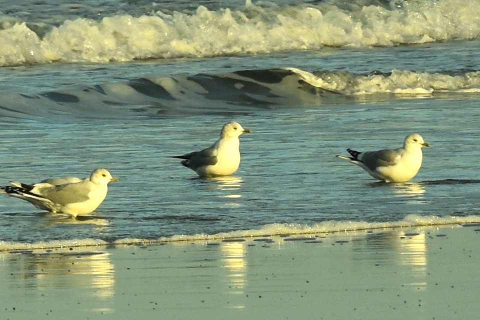 Common Gull - ML646301049
