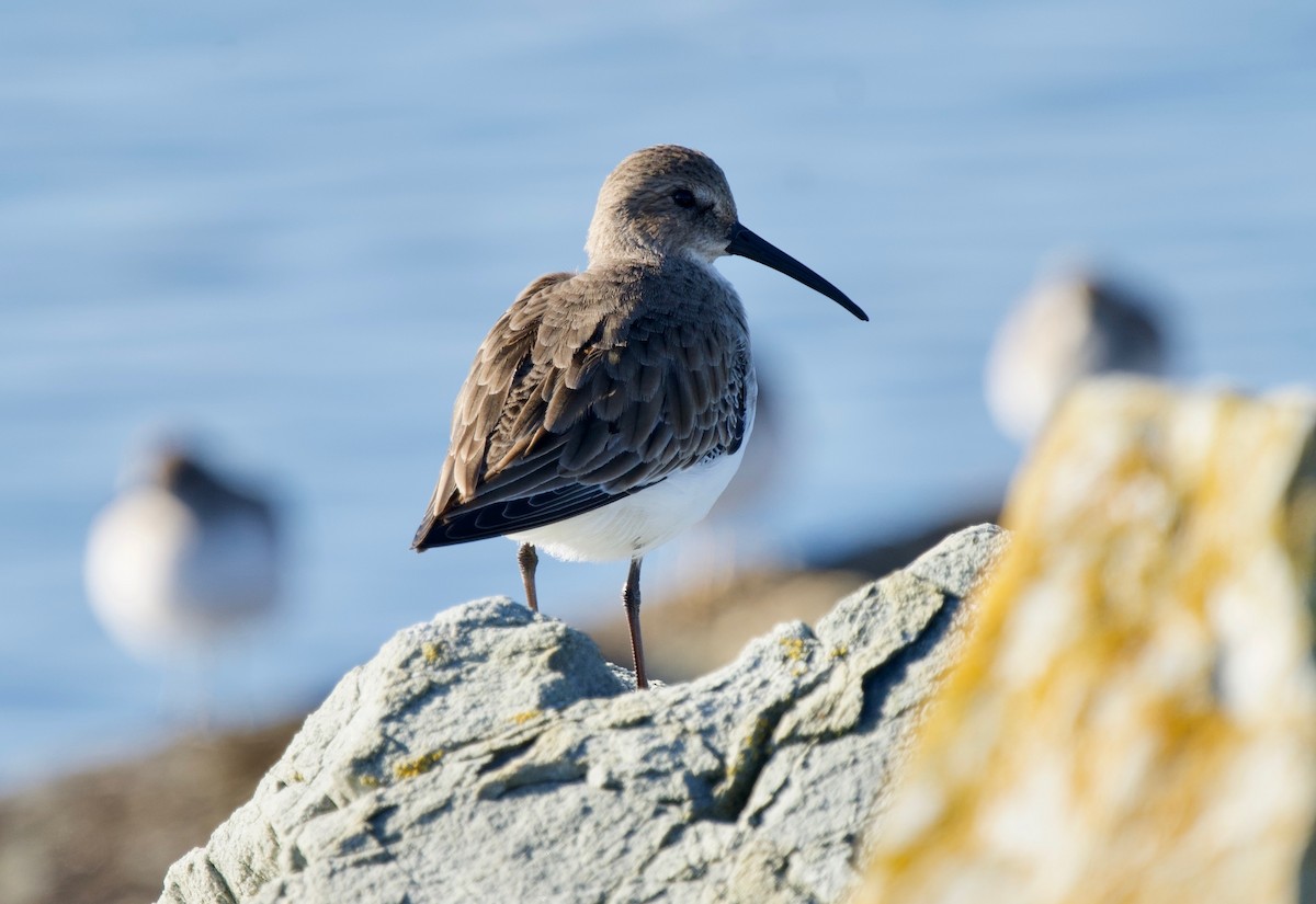 Dunlin - ML646301050