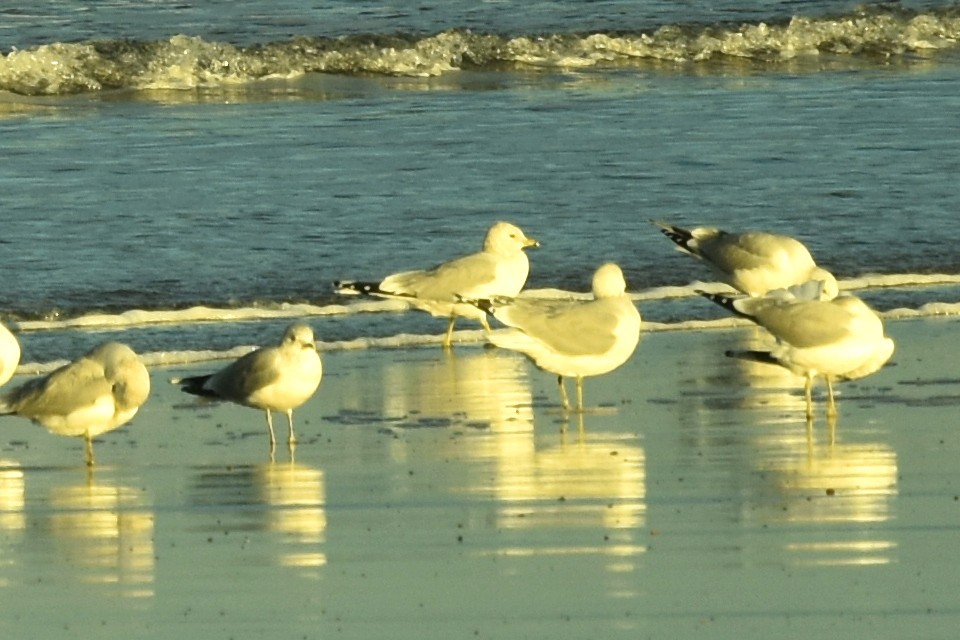 Common Gull - ML646301051