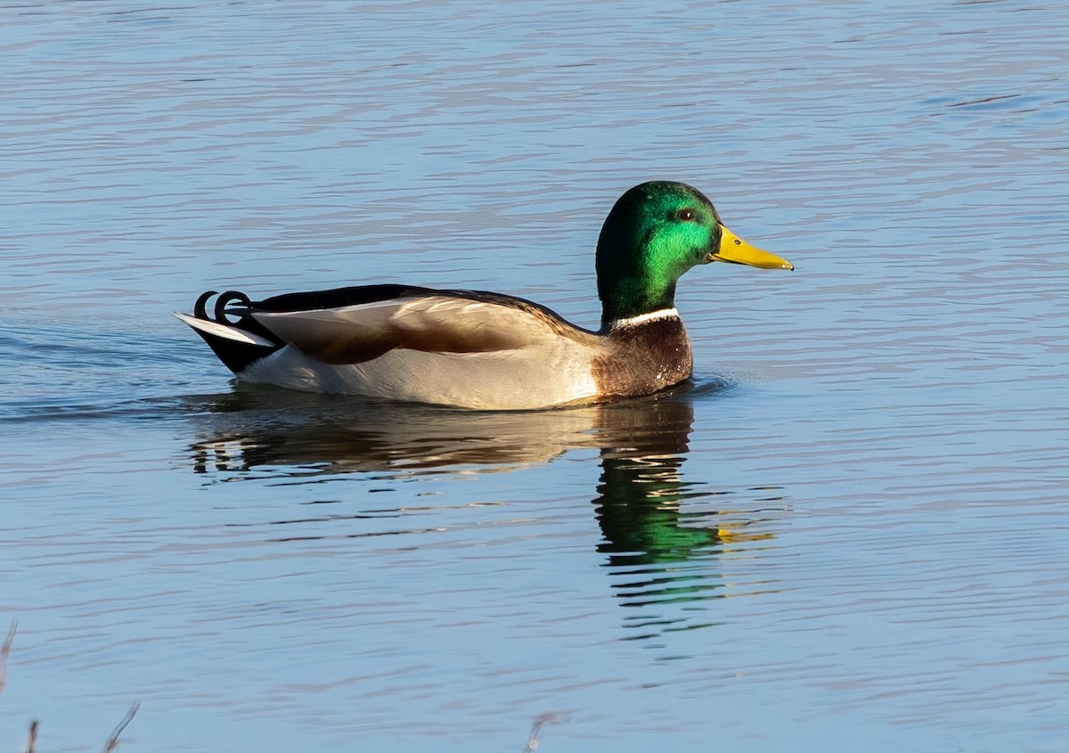 Mallard - ML646301053
