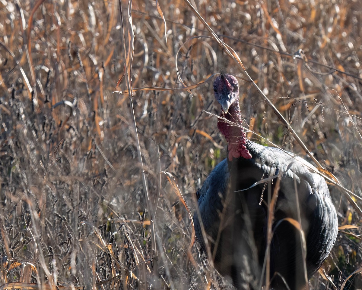 Wild Turkey - ML646301054