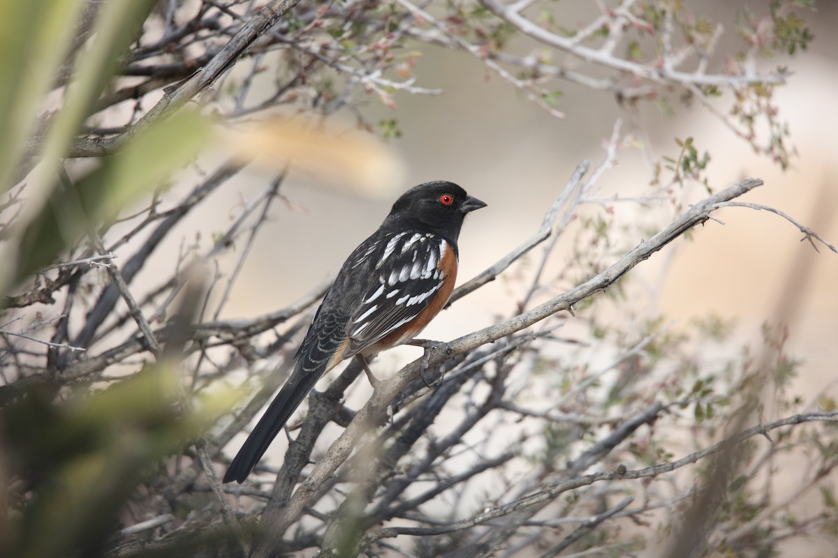 Spotted Towhee - ML646301056