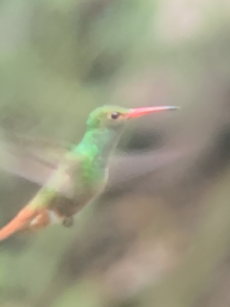 Rufous-tailed Hummingbird (Rufous-tailed) - ML646301058