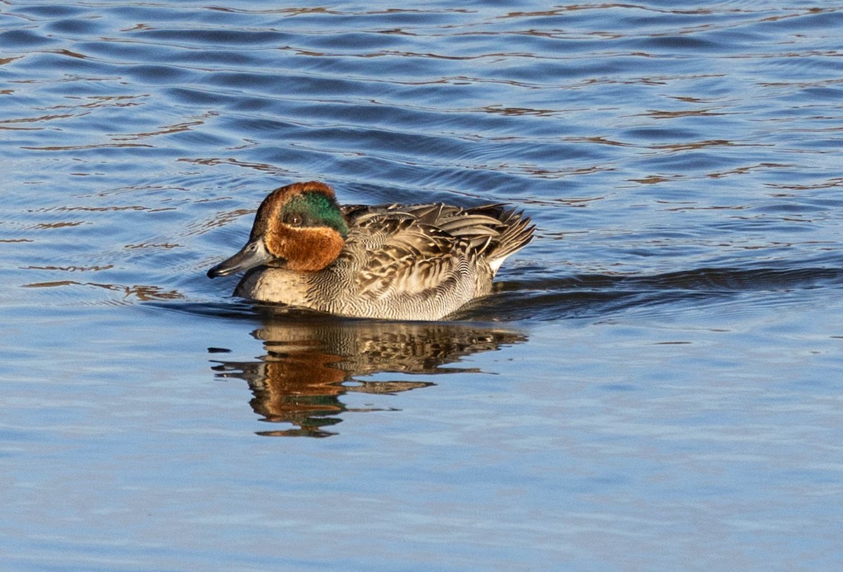 小水鴨 - ML646301060