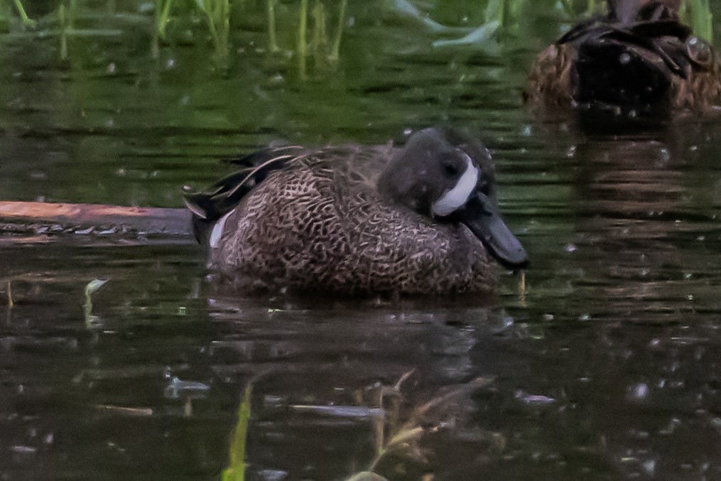 čírka modrokřídlá - ML646301061