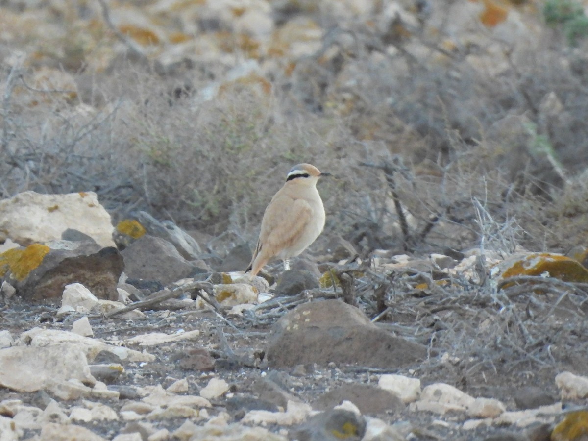 ørkenløper - ML646301063