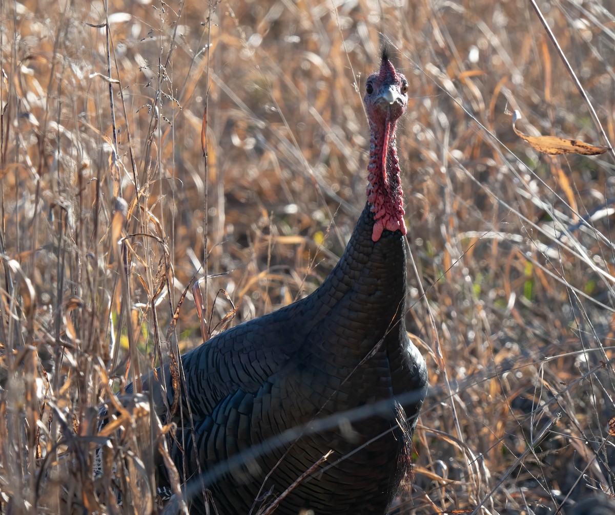 Wild Turkey - ML646301064