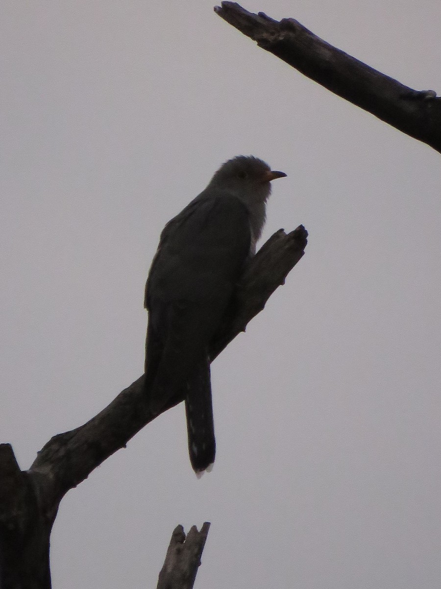 African Cuckoo - ML646301065