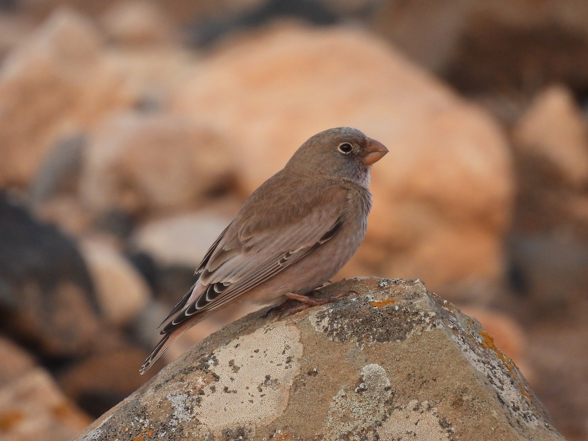 Trumpeter Finch - ML646301069