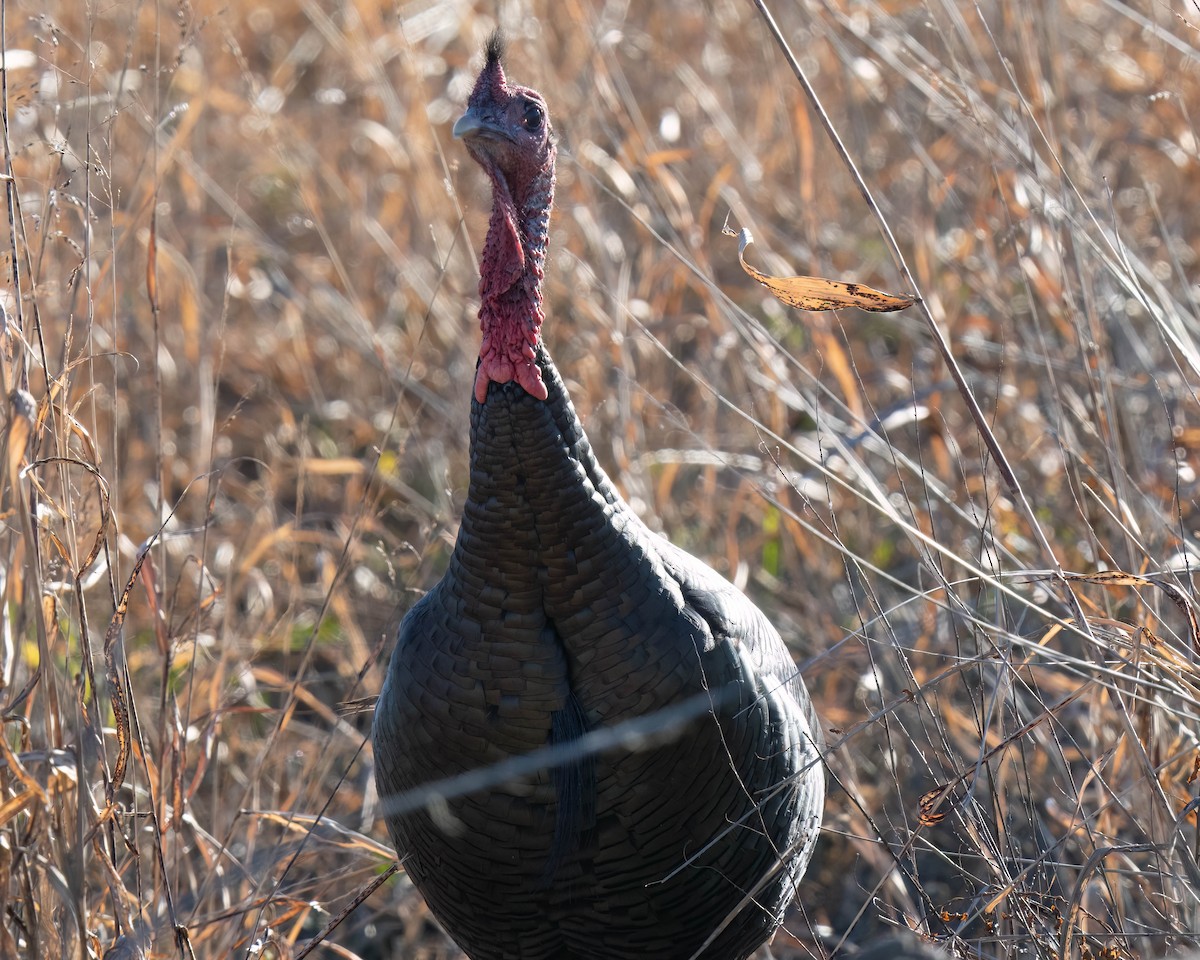 Wild Turkey - ML646301070