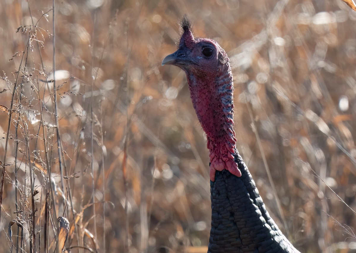 Wild Turkey - ML646301071