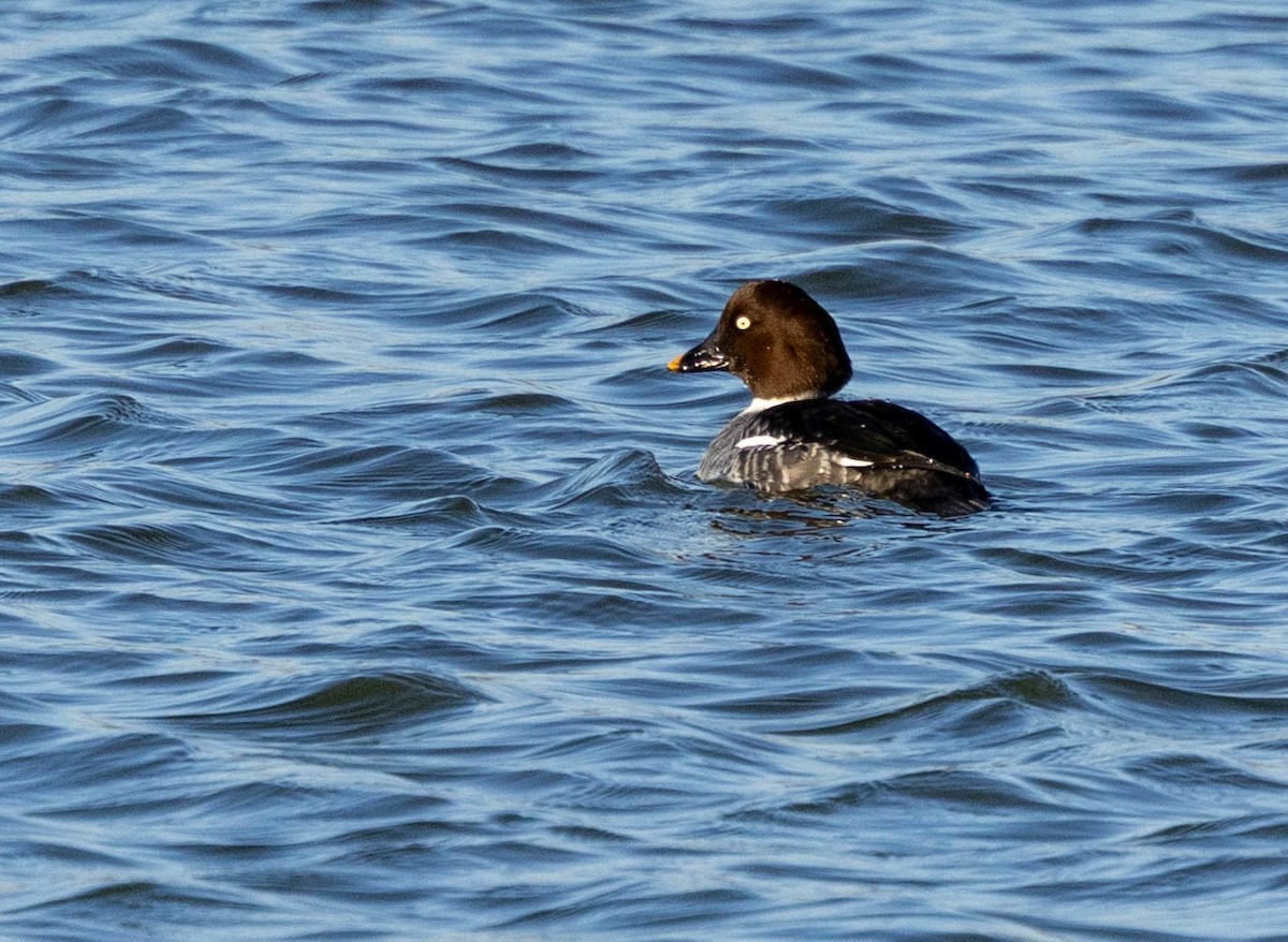 Common Goldeneye - ML646301072