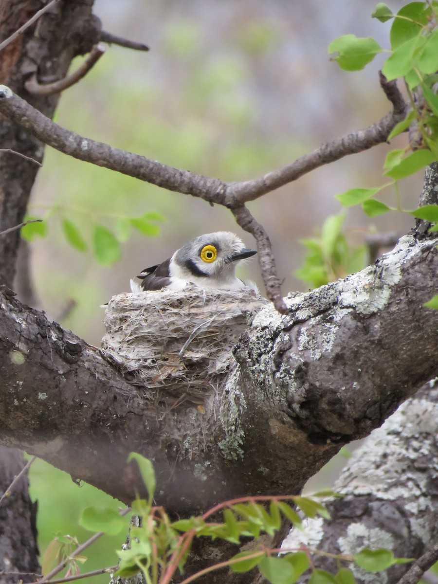 White-crested Helmetshrike - ML646301073
